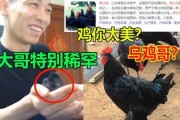 飞哥爆料整只鸡视频播放,整只鸡视频播放背后的惊人真相
