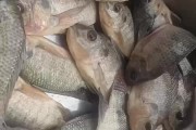 南宁罗非鱼爆料视频,揭秘养殖现状与市场动态