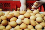 蛋仔最新爆料载具多少钱,神秘载具价格揭晓，心动不已！