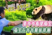 福宝爷爷爆料福宝视频大全,福宝视频大全精彩瞬间大汇总