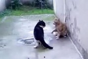 野猫在线观看,在线观看，揭秘都市边缘的生存法则