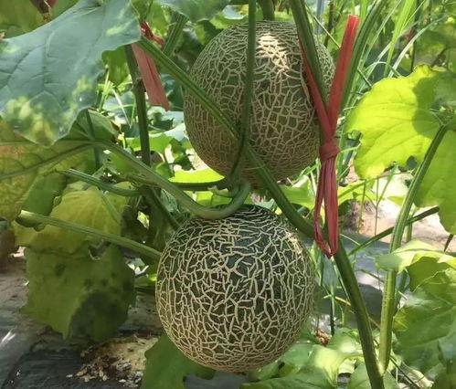 娱乐吃瓜壁纸高清图,一图览尽娱乐圈风云变幻